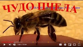Жизнь Чудо-Юдо Пчелы: Как Содержать Пчел в Удовольствие?