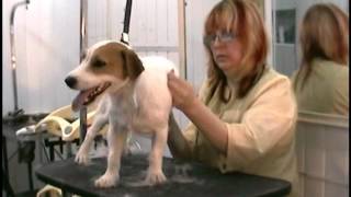 стрижка Джек Рассел Терьера groomingdogs.ru