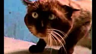 Ну очень странный кот Very strange cat