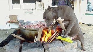 PİTBULL KRALLIĞI TÜRKİYENİN REİSİ KRAL