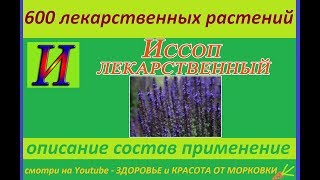 иссоп лекарственный 600 лекарственных растений