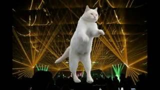 Смешные, танцующие коты.
