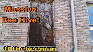 Massive Bee Hive On Window 35' Up!