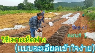 วิธีเพาะเห็ดฟาง กองเตี้ย (แบบละเอียดเข้าใจง่าย) ตอน1