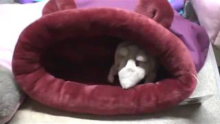 уютный домик КАРМАН ДЛЯ КОШЕК И СОБАК