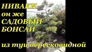 Ниваки (Садовый бонсай) из туи западной вересковидной. Часть 1.