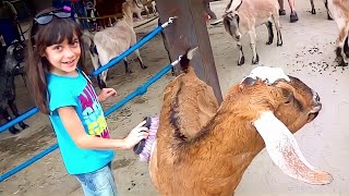 Tour, Atrações e animais no Disney Animal Kingdom  (Tour em Orlando VLOG #1)
