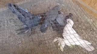 Узбекские голуби (Челкари) 2019/ Uzbek Pigeons Chelcari 2019