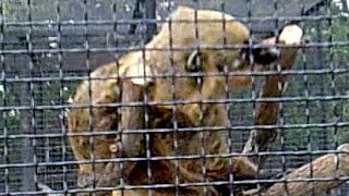 Носуха. Животный мир носуха. Животное носуха. Носуха видео