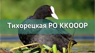 Охота в Краснодарском крае – Тихорецкая РО ККОООР охота на вальдшнепа в Краснодарском крае