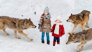 Не плачь малышка, они нас не тронут. Успокаивала девочка свою сестру. Но волки думали иначе!