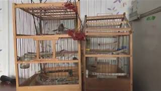 Содержание лесных птиц дома. Урагусы. Мой опыт. Обзор и советы по уходу