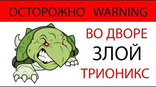 Трионикс. Оливковая черепаха трионикс. #китайский #трионикс #галапагосская #черепаха