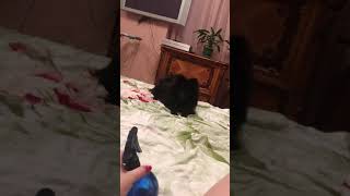Черный мини шпиц прикольно лает. Лай собаки. Смешные животные.