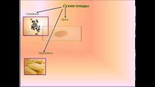 Семена и плоды - типы плодов