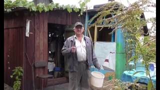Вино из синего винограда. Как сделать закваску. Вино Альфа (1)