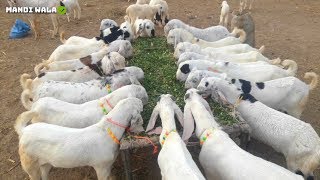 Bakra Qurbani For Next Year Eid 2020 in Faisalabad Bakra Mandi 2019 Goats