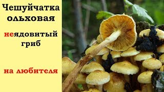 Чешуйчатка ольховая -  неядовитый гриб.