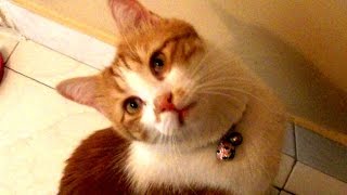 呼ぶとお返事しながら家に戻る猫（犬も猫のお迎えに行きます） Cat comes home