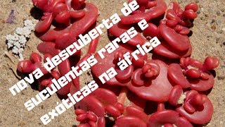 suculentas raras e exóticas da Àfrica