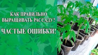 Как правильно вырастить рассаду. Частые ошибки при выращивании рассады