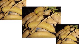 പച്ച പുളി വച്ചിട്ട് പഴയ ഒരു പുതിയ റെസിപ്പി?