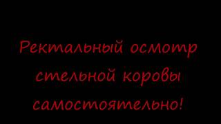 Ректальный осмотр стельной коровы самостоятельно!