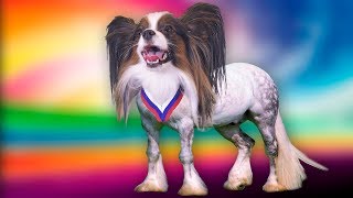 СОБАКА или КОНЬ? Веселый ЮКИ и любимая хозяйка Алиса / ЧЕЛЛЕНДЖ от папильона