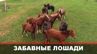 Смешные лошади! Отношение животных к квадрокоптеру