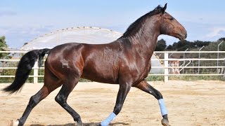 GUERRERO - Caballo Lusitano Castaño - Doma básica