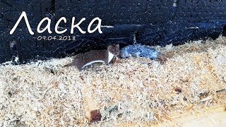 Зверек ласка