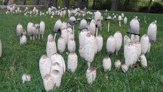 40 Most Common Fall Edible Mushrooms, including a few Poisonous ones at the end!