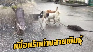 เพื่อนรักต่างสายพันธุ์ | 09-08-60 | ตะลอนข่าวเช้านี้