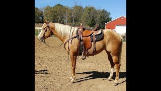 SOLD~Bella-Gorgeous and Sweet Show or  Family Horse