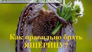 Пресмыкающиеся животные ❦ Ящерица ❦ Как ухаживать за ящерицей?