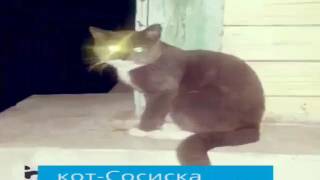 Наш кот сосиска