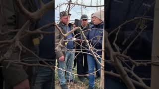#Обрезка #яблони сорта Голден Делишез на карликовом подвое #М9 в Грузии. Мастер-класс