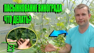 ВСЕ О ПАСЫНКОВАНИИ ВИНОГРАДА. ЗЕЛЕНЫЕ ОПЕРАЦИИ. ВЫРАЩИВАНИЕ ВИНОГРАДА В ТЕПЛИЦЕ.СЕВЕРНЫЙ ВИНОГРАДНИК