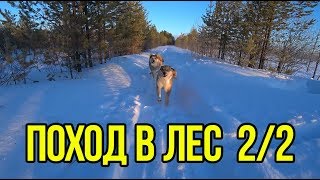 Поход в зимний лес с бездельниками 2/2.