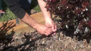 Drip Irrigation Kit - Rose and Shrub Irrigation Kit