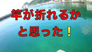 漁港で小物釣りのはずがアジングロッドで大物が掛かってしまった‼竿が折れそう