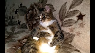 Мои комнатные растения  // Всех с Крещением!  Как мы разместили цветочки