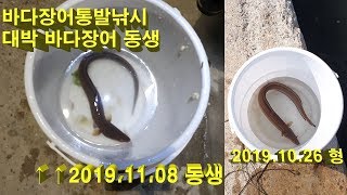 바다통발낚시#7 - 방파제 통발낚시 야간 통발낚시 #6 땐보다 작지만 큼지막한 바다장어(붕장어) 입장 sea eel fighing