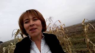 ФАРИДА КАЗИЕВА. КУКУРУЗА.ПОЛЕ ГОРИТ. Зеленчук = Съёмки Байдымат Кечеруковой, 26.10.17.