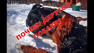 НЕМЕЦКАЯ ОВЧАРКА ПРОТИВ РОТВЕЙЛЕРА. Почему дерутся собаки