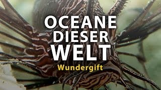 Ozeane dieser Welt - Wundergift (2011) [Dokumentation] | Film (deutsch)