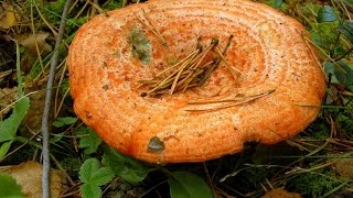 Тихая охота. Грибы рыжики. Как засолить грибы.