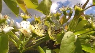 Le potager au 4 avril 2017