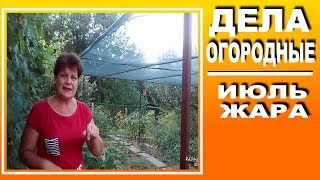 Важные работы на огороде  в июле в условиях аномальной жары