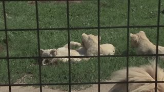 Adorable white lion quintuplets born in Czech Republic